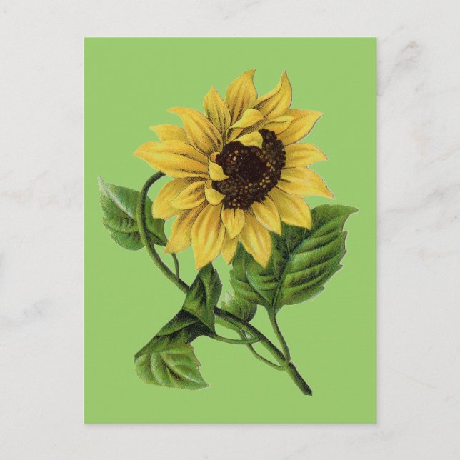 Postal Vintage Botanicals Dandy Sunflower (Anverso)
