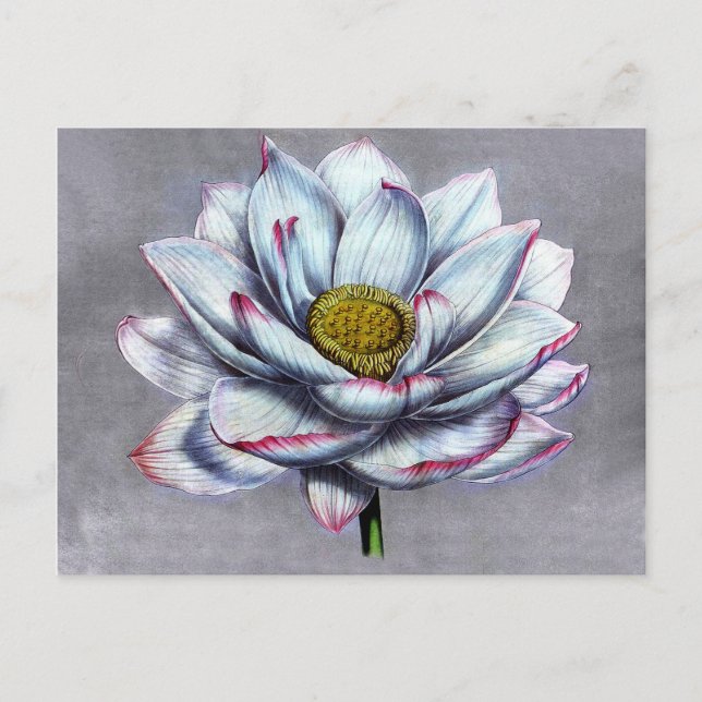 Postal Vintage Botanicals Indian Lotus Flower (Anverso)