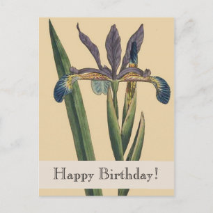 Postal Vintage Botanicals Iris Birthday Postcard