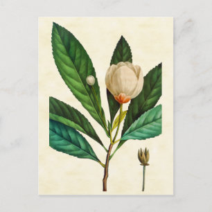 Postal Vintage Botanolly Loblolly Bay Ilustracion