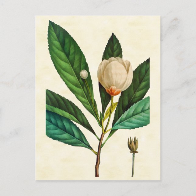 Postal Vintage Botanolly Loblolly Bay Ilustracion (Anverso)