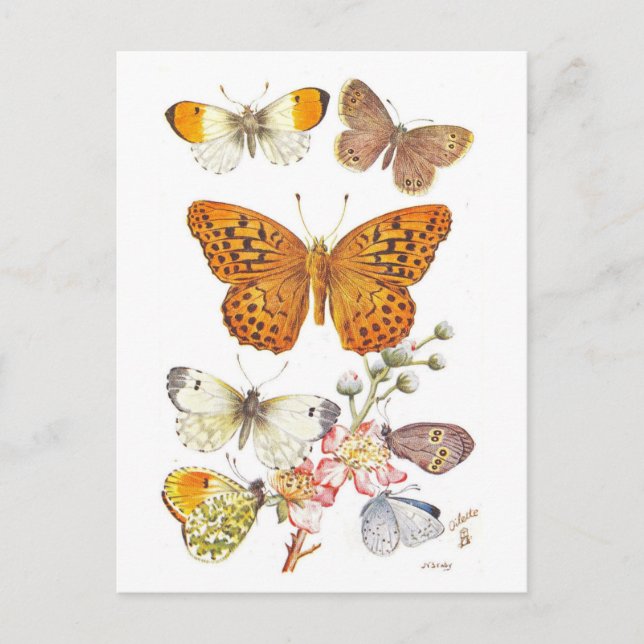 Postal Vintage Butterfly Illustration (Anverso)