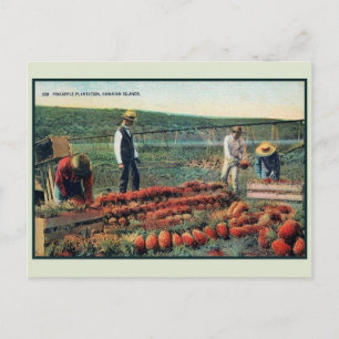 Postal Vintage c 1900 Plantación de piña Hawaii