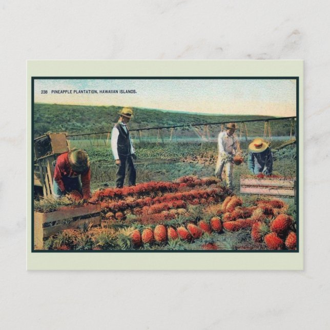 Postal Vintage c 1900 Plantación de piña Hawaii (Anverso)
