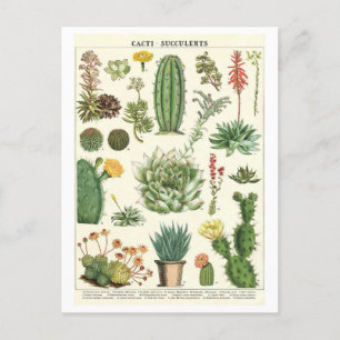 Postal Vintage Cacti y el dibujo botánico suculento