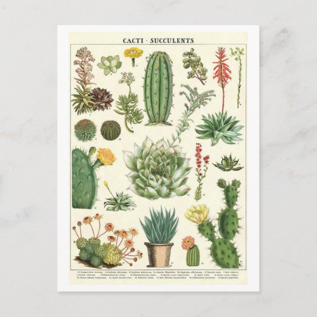 Postal Vintage Cacti y el dibujo botánico suculento (Anverso)