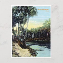 Postal Vintage Caloosahatchee River Florida