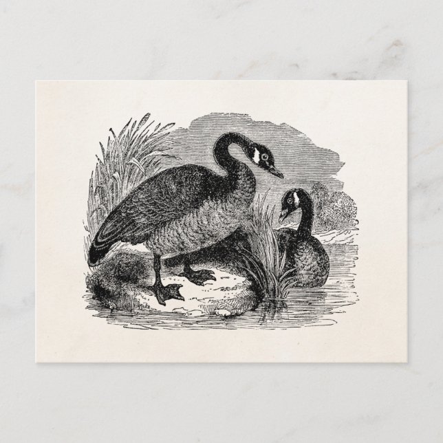 Postal Vintage Canadian Goose Bird - Plantilla Geese Bird (Anverso)