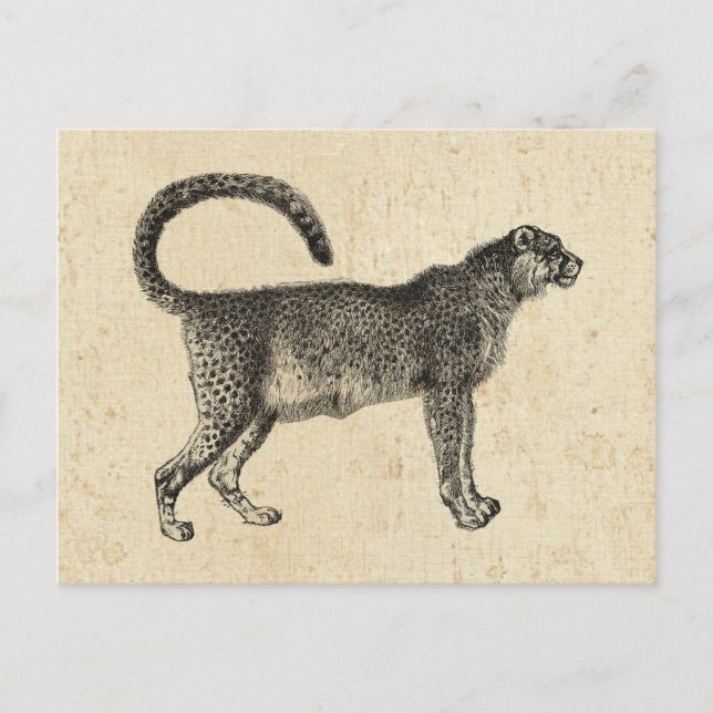 Postal Vintage Cheetah (Anverso)