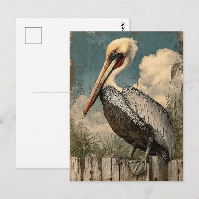 Postal Vintage Coastal Pelican (Anverso / Reverso)