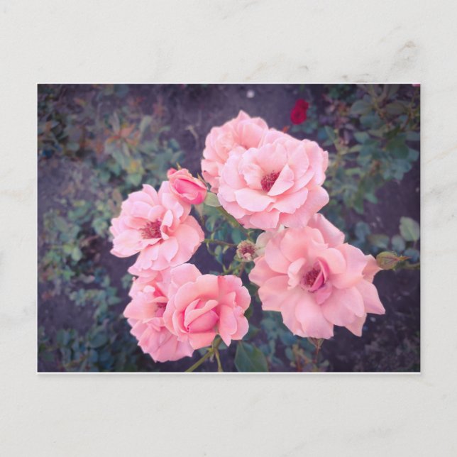 Postal Vintage coral rose bouquet (Anverso)