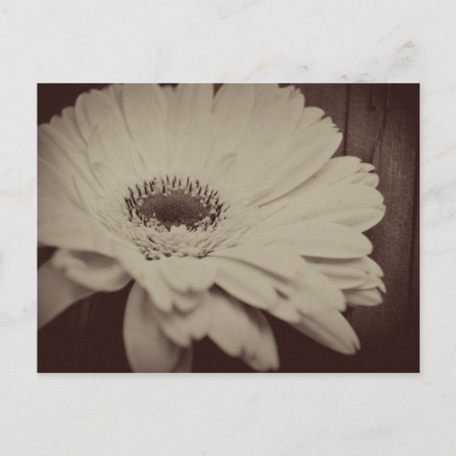 Postal Vintage Daisy (Anverso)