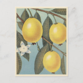 Postal Vintage de frutas de guayaba