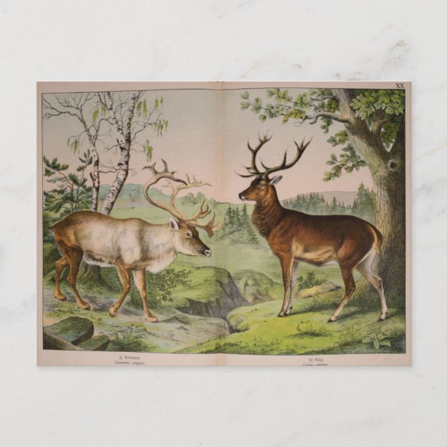 Postal Vintage Deer Stag Ephemera Decoupage Art (Anverso)