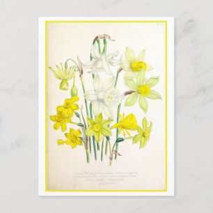 Postal Vintage del Ilustracion Botánico Narcissus