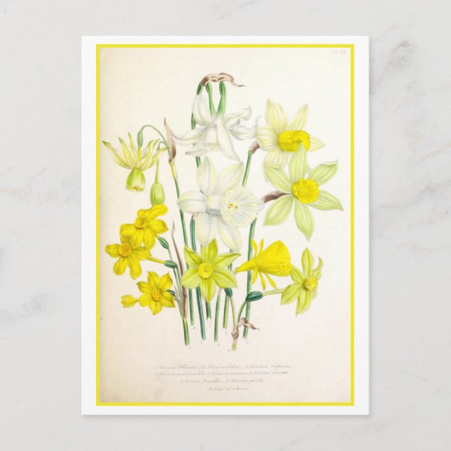 Postal Vintage del Ilustracion Botánico Narcissus (Anverso)
