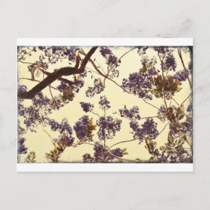 Postal Vintage del Jacaranda