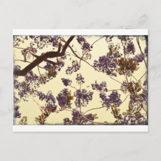Postal Vintage del Jacaranda
