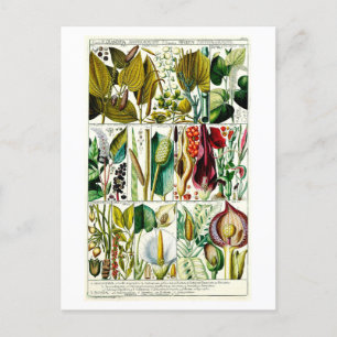 Postal Vintage Diandria Floral Botanic