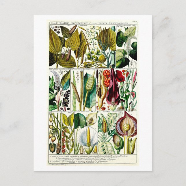 Postal Vintage Diandria Floral Botanic (Anverso)