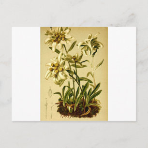 Postal Vintage Edelweiss