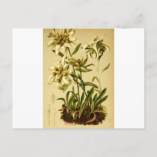 Postal Vintage Edelweiss (Anverso)