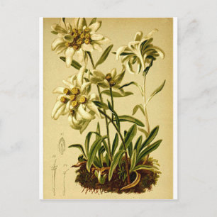 Postal Vintage Edelweiss