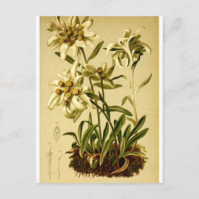 Postal Vintage Edelweiss (Anverso)