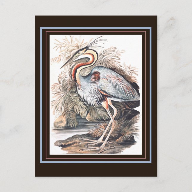 Postal Vintage Elizabeth Gwillim Purple Heron (Anverso)