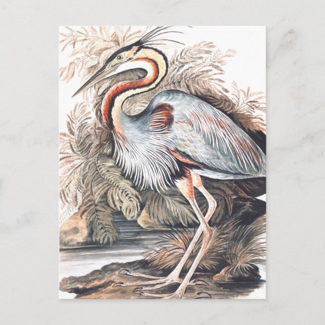 Postal Vintage Elizabeth Gwillim Purple Heron   (Anverso)