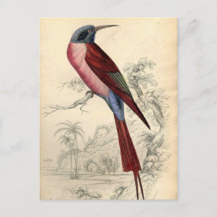 Postal Vintage Exotic Bird