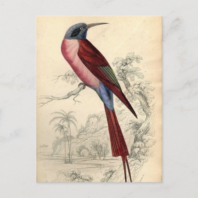 Postal Vintage Exotic Bird (Anverso)