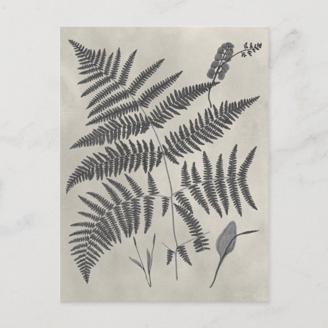 Postal Vintage Ferns (Anverso)