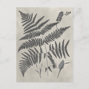Postal Vintage Ferns