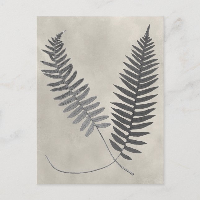 Postal Vintage Ferns (Anverso)