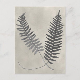 Postal Vintage Ferns