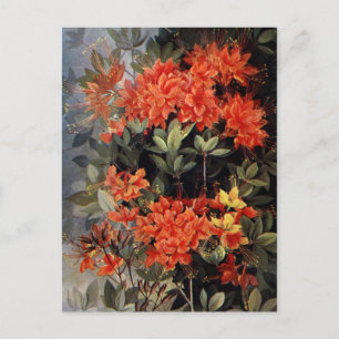 Postal Vintage Flame Azalea Rojo Flores Jardín Floral