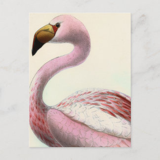 Postal Vintage Flamingo