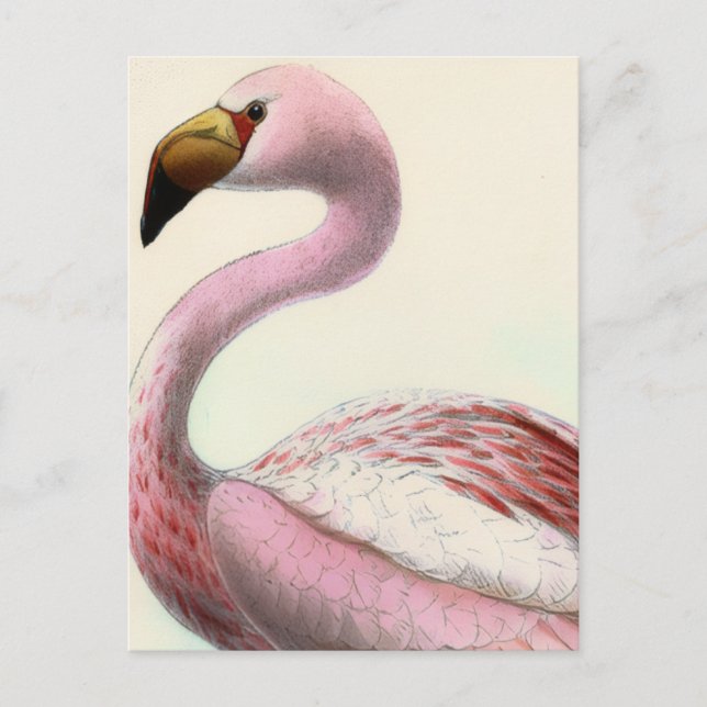Postal Vintage Flamingo (Anverso)