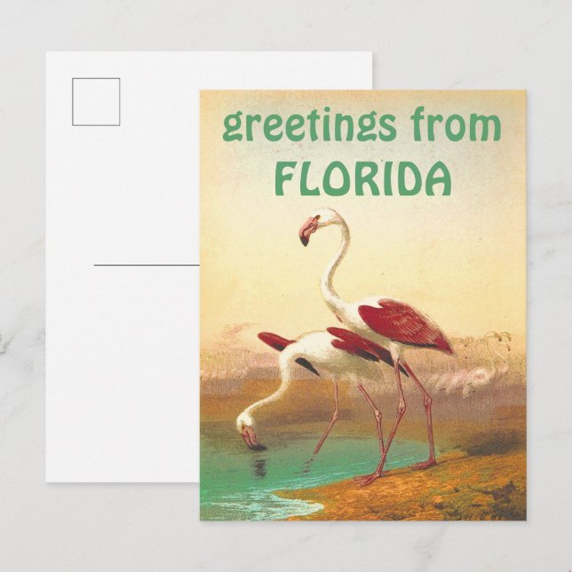 Postal Vintage Flamingos Saludos Desde Florida Travel (Anverso / Reverso)
