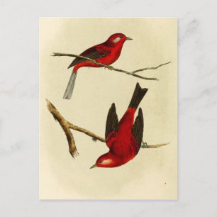 Postal Vintage Flycatcher Bird