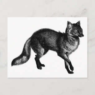 Postal Vintage Fox