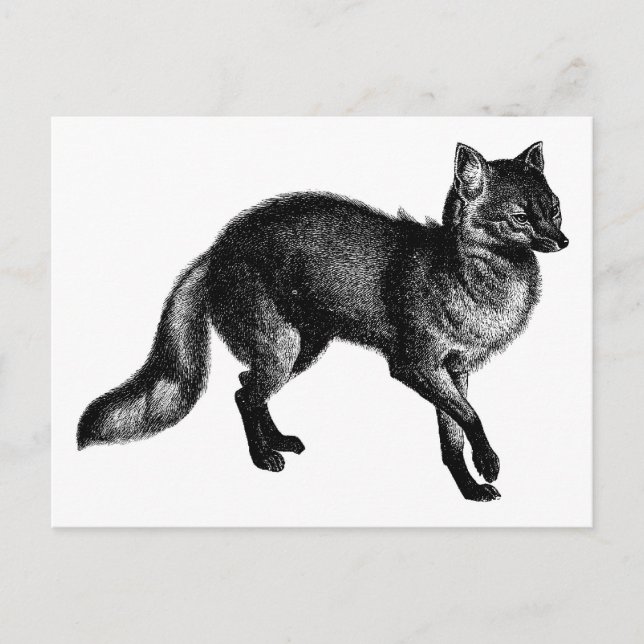 Postal Vintage Fox (Anverso)