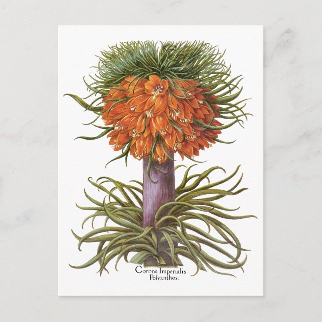 Postal Vintage Fritillaria Flowers by Basilius Besler (Anverso)