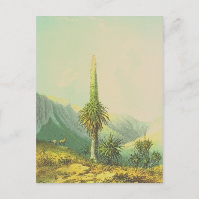 Postal Vintage Giant Exotic Planta (Anverso)