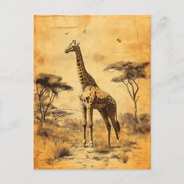 Postal Vintage Giraffe Südafrika Savanne Postcard (Anverso)