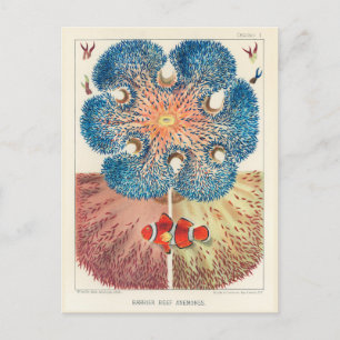 Postal Vintage Gran Barrera de Coral Anemones Carol Fish