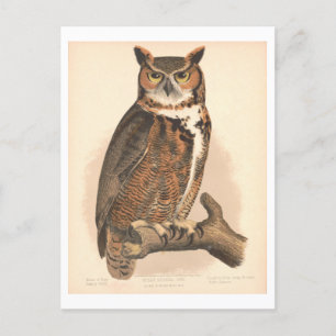 Postal Vintage Gran Ilustracion de Lechuza