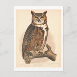 Postal Vintage Gran Ilustracion de Lechuza