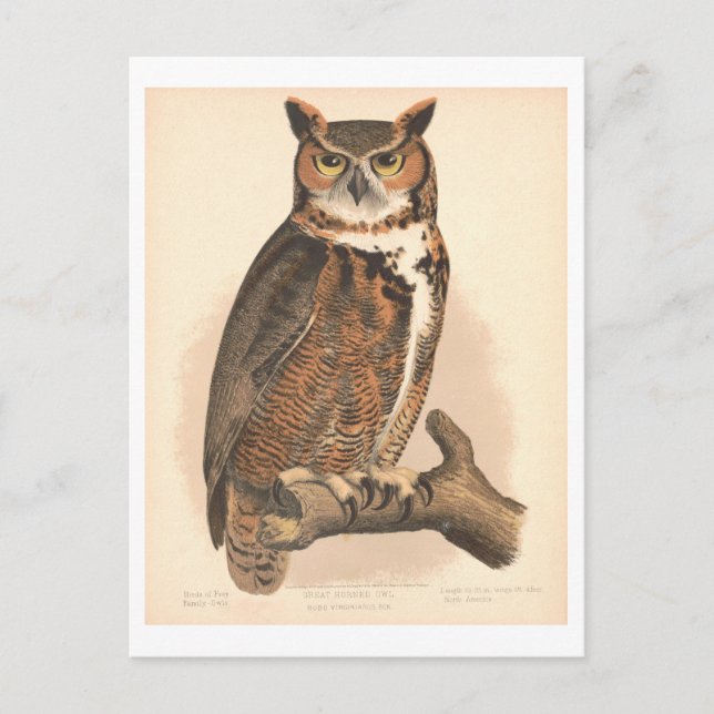 Postal Vintage Gran Ilustracion de Lechuza (Anverso)